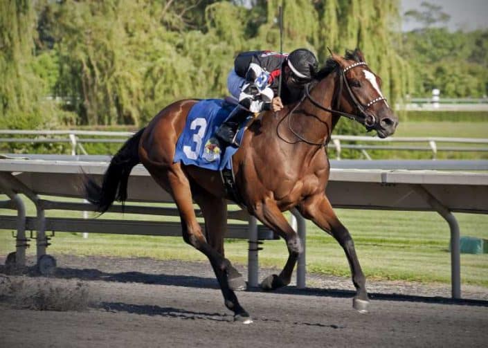 She’s Got the Mojo wins at Arlington Park on 06/02/17 in race #6 Dare To Dream Stable Horse Racing Partnerships She's got the Mojo wins at Arlington Park on 06/02/17 in race #6.