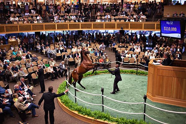 Thoroughbred Auction