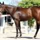 Spiced Perfection - 2 year-old filly partnership left side 2