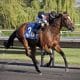 Dare To Dream Stable Horse Racing Partnerships She's got the Mojo wins at Arlington Park on 06/02/17 in race #6.