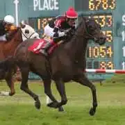 Golden Story wins at Suffolk Downs Dare To Dream Stable Horse Racing Partnerships Golden Story wins at Suffolk Downs