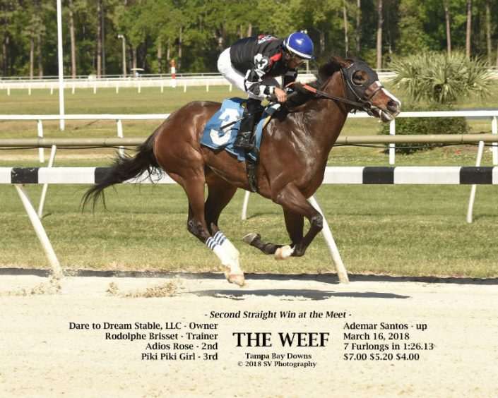 The Weef wins at Tampa Bay Downs on 03/16/18 for Dare To Dream Stable Horse Racing Partnerships The Weef wins at Tampa Bay Downs on 03/16/18 in race #7