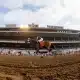 Spiced Perfection wins at Del Mar on 824-18 in race #6