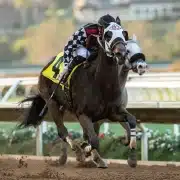Spiced Perfection wins the Betty Grable Stakes at Del Mar 11-11-18 Spiced Perfection wins the $100,000 Betty Grable Stakes at Del Mar on November 11, 2018 in race #8