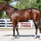 Starburst - yearling colt by Upstart out of Favorite Candy (Candy Ride (ARG)) - left side 2.