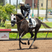 Desert Swarm wins at Los Alamitos Race Course on 07/03/20 in race #1.