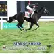 Star of Kodiak wins at Arlington Park on 09/24/20 in race #9