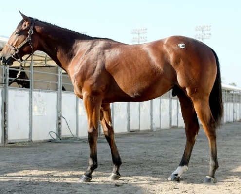 SYNNIN AND WINNIN - 2019 colt by Mr. Big out of Sassy Synner (Synastry) - left side 1