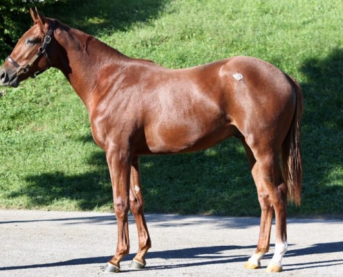 Inspeightoftrainer - 2020 Chestnut colt by Speightster out of Run a Round (Broken Vow) - left side.
