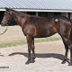 Muchmorethanready - 2020 Dark Bay or Brown filly by Tom's Ready out of Astarte (Street Sense) - left side.