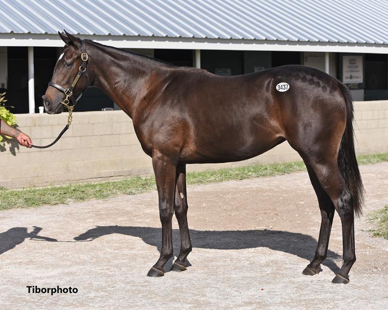 Muchmorethanready - 2020 Dark Bay or Brown filly by Tom's Ready out of Astarte (Street Sense) - left side.