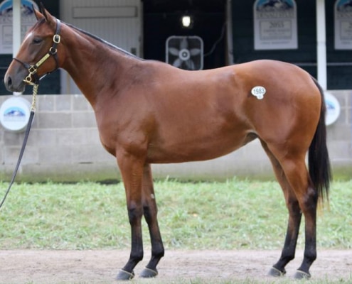 LEAD PERFORMER - 2020 Bay filly by Pioneer of the Nile out of Marquee Cal Gal (Cowboy Cal) - left side.