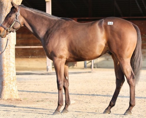 Le Vron James- 2020 Dark Bay or Brown Colt by Vronsky out of Arousing (Cee’s Tizzy) - California Bred - left side