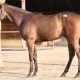 Le Vron James- 2020 Dark Bay or Brown Colt by Vronsky out of Arousing (Cee’s Tizzy) - California Bred - left side