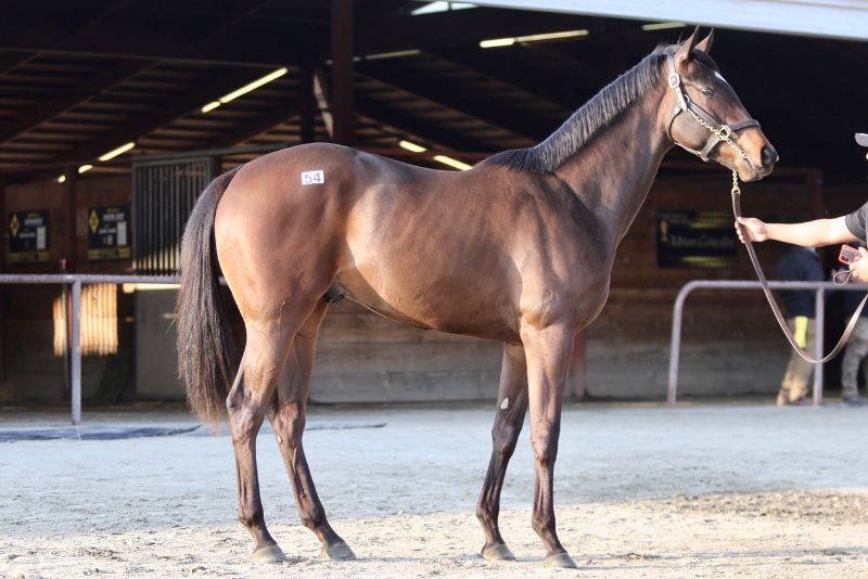 Le Vron James- 2020 Dark Bay or Brown Colt by Vronsky out of Arousing (Cee’s Tizzy) - right side