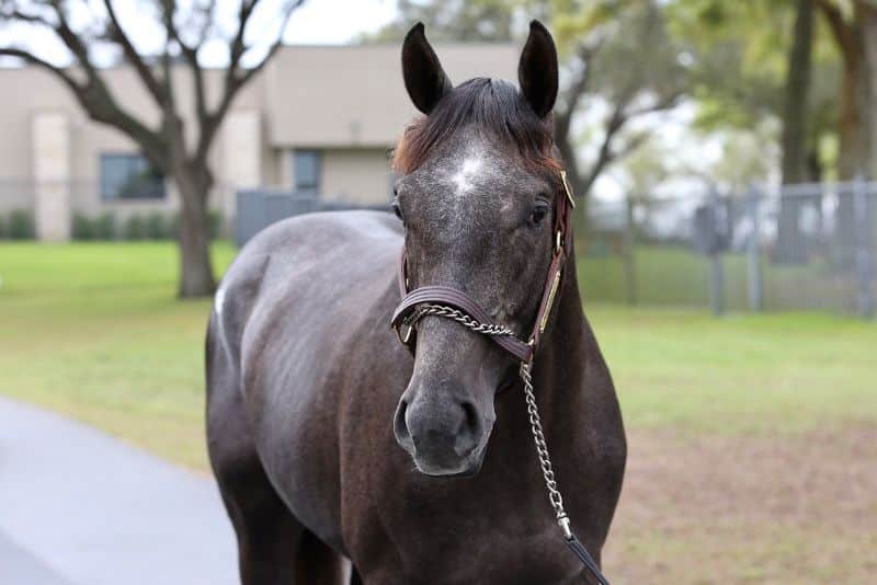 Hezmorethanready - 2020 Gray or Roan Colt by More Than Ready out of Rockadelic, by Bernardini- front 2.