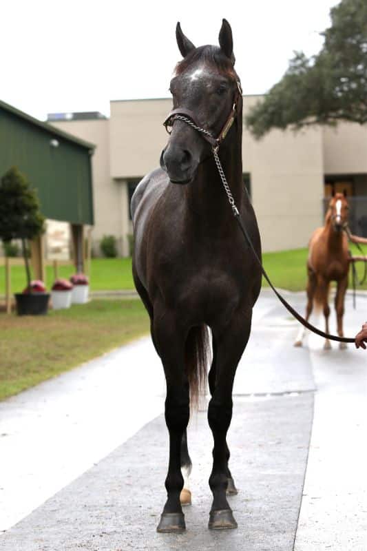 Hezmorethanready - 2020 Gray or Roan Colt by More Than Ready out of Rockadelic, by Bernardini- front.