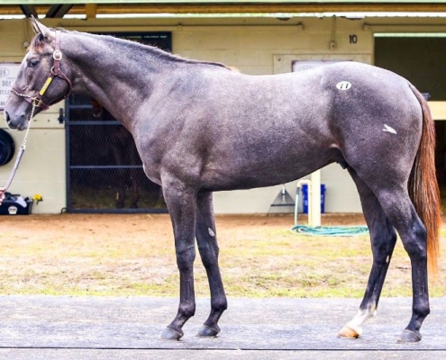 Hezmorethanready - 2020 Gray or Roan Colt by More Than Ready out of Rockadelic, by Bernardini- left side.