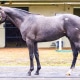 Hezmorethanready - 2020 Gray or Roan Colt by More Than Ready out of Rockadelic, by Bernardini- left side.