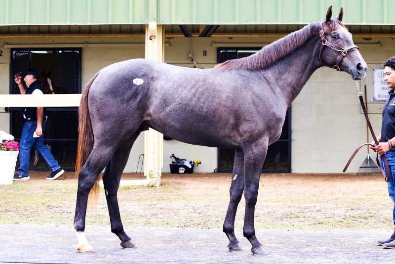 Hezmorethanready - 2020 Gray or Roan Colt by More Than Ready out of Rockadelic, by Bernardini- right side.