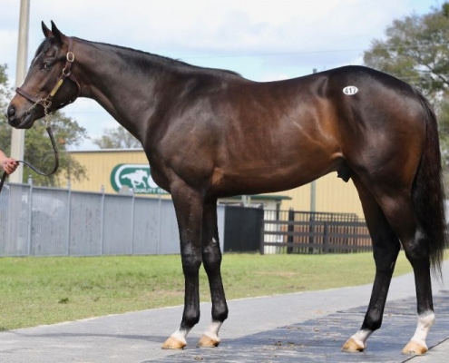 Moon Cat - 2020 Bay Colt by Malibu Moon out of Fanticola, by Silent Name (JPN) - left side 2.