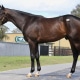 Moon Cat - 2020 Bay Colt by Malibu Moon out of Fanticola, by Silent Name (JPN) - left side 2.