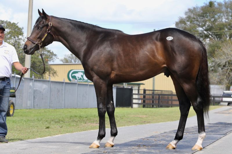 Moon Cat - 2020 Bay Colt by Malibu Moon out of Fanticola, by Silent Name (JPN) - left side 2.