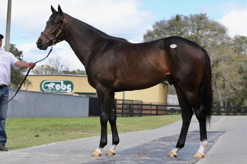 Moon Cat - 2020 Bay Colt by Malibu Moon out of Fanticola, by Silent Name (JPN) - left side.