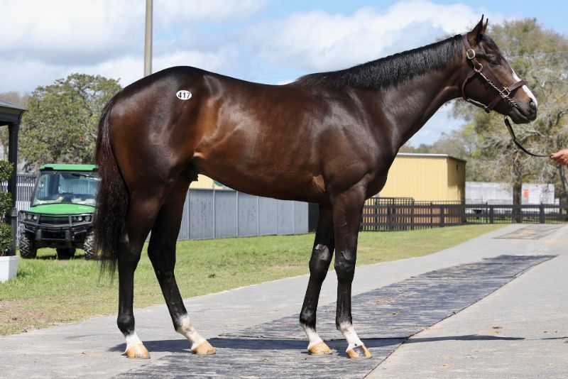 Moon Cat - 2020 Bay Colt by Malibu Moon out of Fanticola, by Silent Name (JPN) - right side.