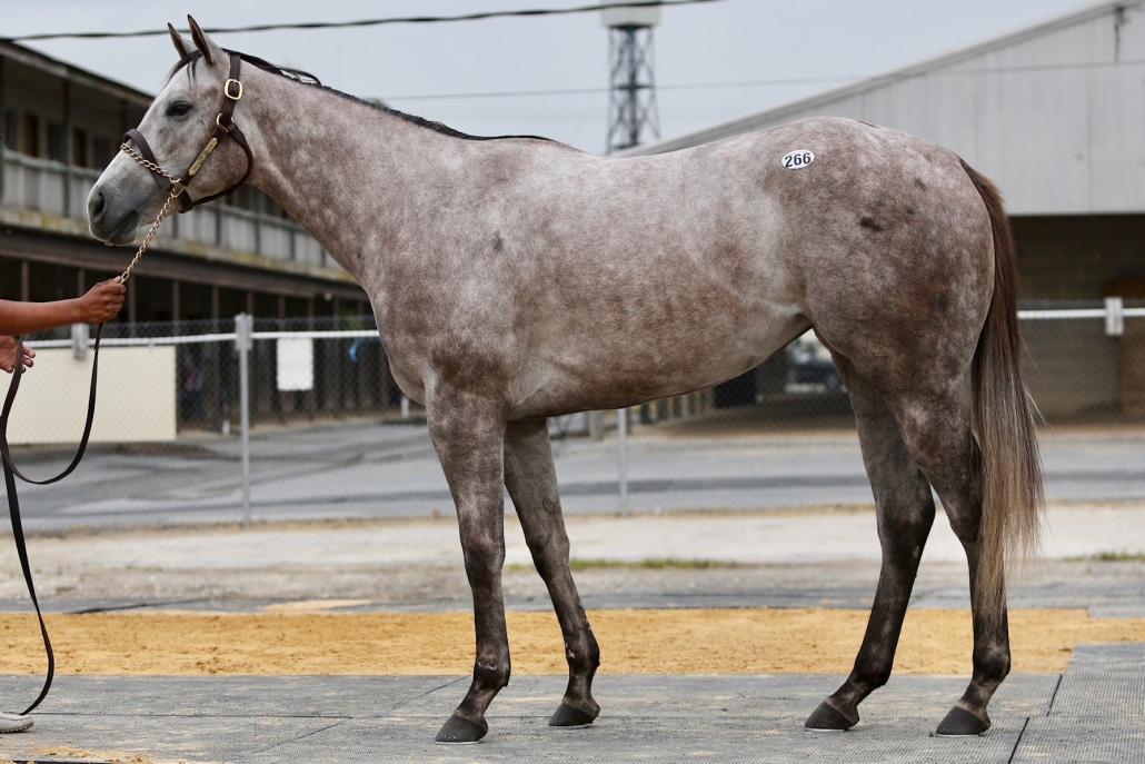 Iced Mocha- 2020 Gray or Roan Filly by Frosted out of Chocolate Smoothie, by Ghostzapper- left side.