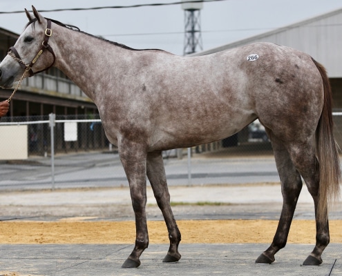 Iced Mocha- 2020 Gray or Roan Filly by Frosted out of Chocolate Smoothie, by Ghostzapper- left side.