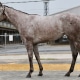 Iced Mocha- 2020 Gray or Roan Filly by Frosted out of Chocolate Smoothie, by Ghostzapper- left side.