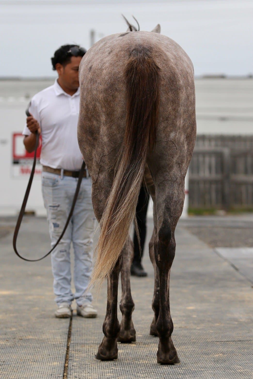 Iced Mocha- 2020 Gray or Roan Filly by Frosted out of Chocolate Smoothie, by Ghostzapper- rear.