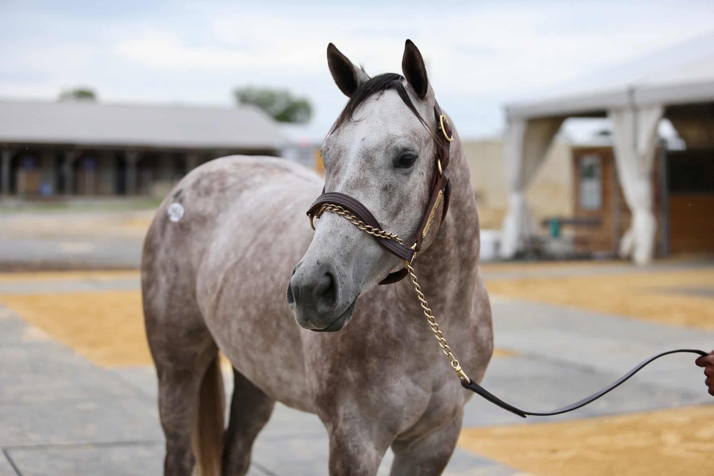 Iced Mocha- 2020 Gray or Roan Filly by Frosted out of Chocolate Smoothie, by Ghostzapper- right front.
