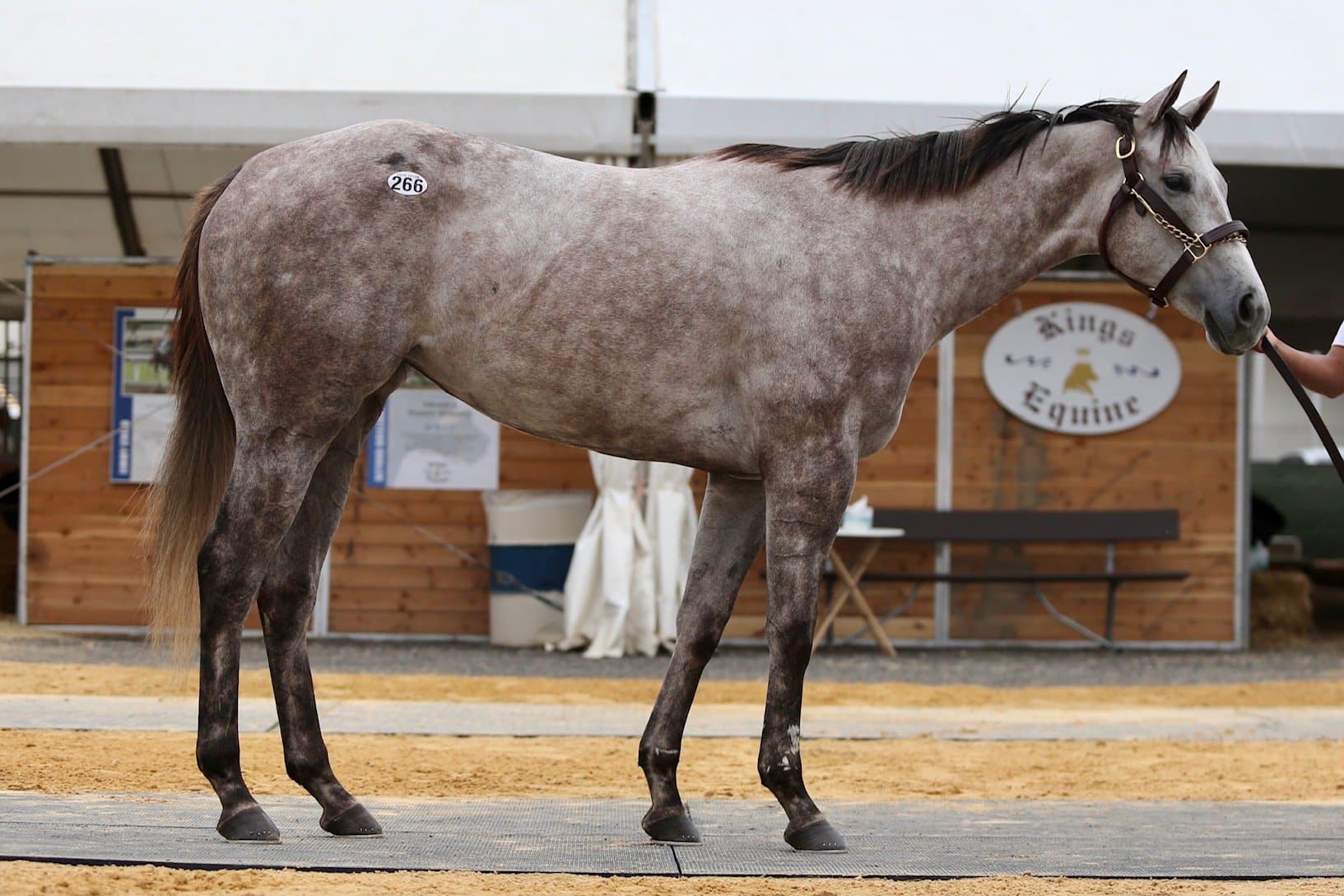 Iced Mocha- 2020 Gray or Roan Filly by Frosted out of Chocolate Smoothie, by Ghostzapper- right side.
