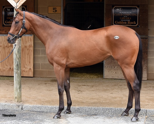 Queen of the Dance- 2020 Bay Filly by War Dancer out of Regal Madame, by Colonel John- left side.