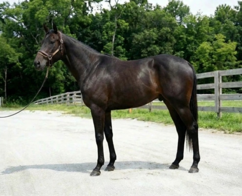 Awesome Connection - left side