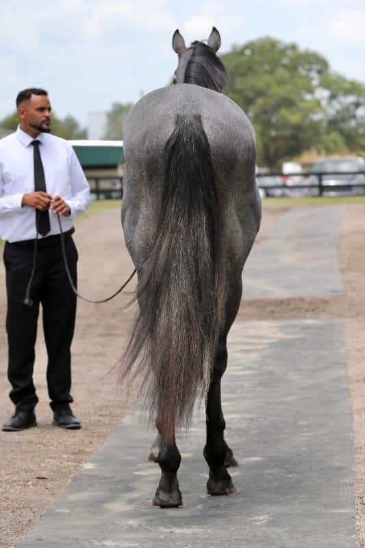 Fortune Seeker - rear Fortune Seeker - rear